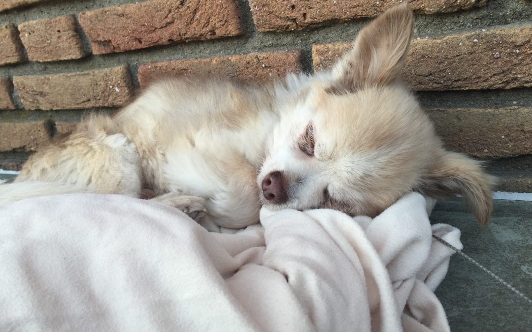 Chihuahua Nico