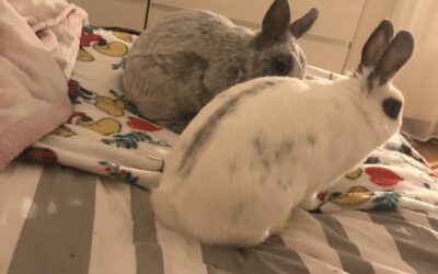 mein Kaninchen Baby (bild sind die Eltern Baby sah aus wie die weiße Mutter)